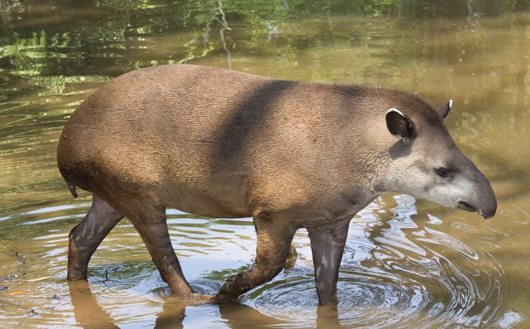 anta-tapir.jpg